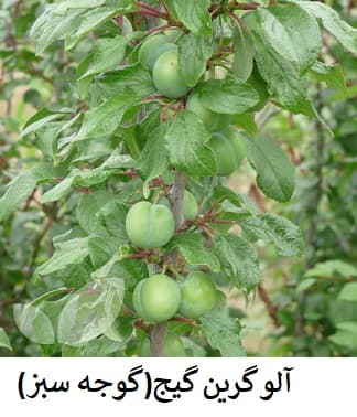 گوجه سبز